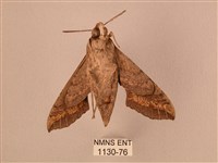 斜線天蛾藏品圖，第2張