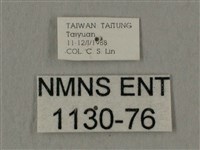 斜線天蛾藏品圖，第3張