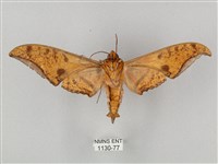 裂斑鷹翅天蛾藏品圖，第2張