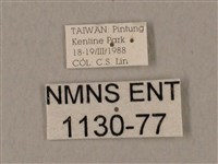 裂斑鷹翅天蛾藏品圖，第3張