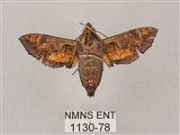 凹緣天蛾藏品圖，第2張