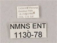 凹緣天蛾藏品圖，第3張