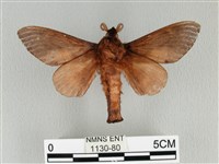 大褐斑枯葉蛾藏品圖，第2張