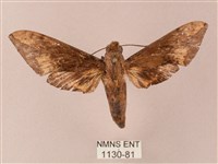 臺灣白肩天蛾藏品圖，第1張