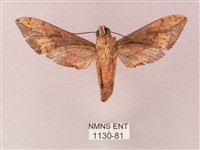 臺灣白肩天蛾藏品圖，第2張