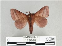 川邊氏枯葉蛾藏品圖，第1張