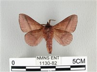 川邊氏枯葉蛾藏品圖，第2張