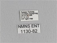 川邊氏枯葉蛾藏品圖，第3張