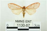 三色豔苔蛾藏品圖，第1張