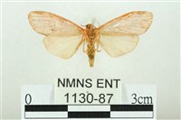 三色豔苔蛾藏品圖，第2張