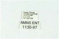 三色豔苔蛾藏品圖，第3張