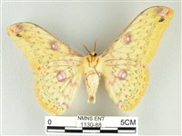 黃豹天蠶蛾藏品圖，第2張