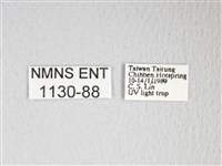 黃豹天蠶蛾藏品圖，第3張