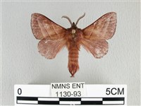 川邊氏枯葉蛾藏品圖，第1張