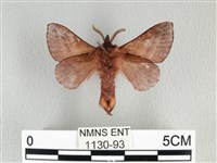 川邊氏枯葉蛾藏品圖，第2張