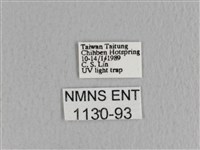 川邊氏枯葉蛾藏品圖，第3張