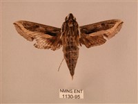 斜線天蛾藏品圖，第1張