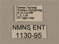 斜線天蛾藏品圖，第3張