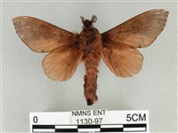 大褐斑枯葉蛾藏品圖，第2張