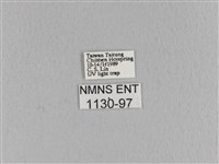 大褐斑枯葉蛾藏品圖，第3張