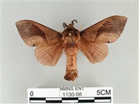 大褐斑枯葉蛾藏品圖，第1張