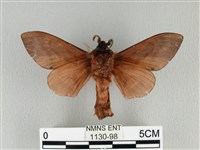 大褐斑枯葉蛾藏品圖，第2張