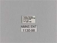 大褐斑枯葉蛾藏品圖，第3張