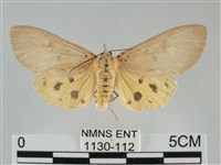 一點擬燈蛾藏品圖，第1張