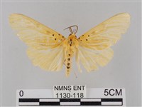 橙擬燈蛾藏品圖，第1張