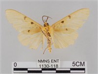 橙擬燈蛾藏品圖，第2張