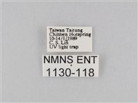 橙擬燈蛾藏品圖，第3張