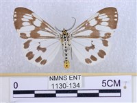 粉蝶燈蛾藏品圖，第1張