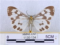 粉蝶燈蛾藏品圖，第2張