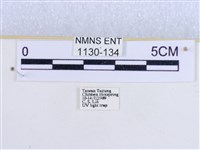 粉蝶燈蛾藏品圖，第3張