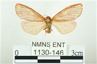 三色豔苔蛾藏品圖，第1張