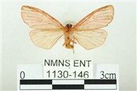 三色豔苔蛾藏品圖，第2張