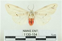 菊池污燈蛾藏品圖，第1張