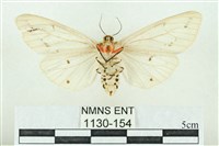 菊池污燈蛾藏品圖，第2張