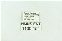 菊池污燈蛾藏品圖，第3張