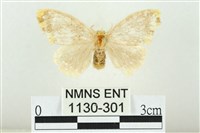 黑翅黃毒蛾藏品圖，第1張