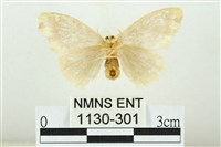 黑翅黃毒蛾藏品圖，第2張