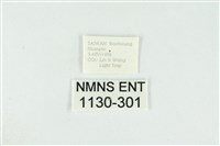 黑翅黃毒蛾藏品圖，第3張