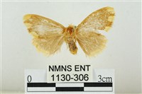 黑翅黃毒蛾藏品圖，第1張