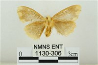 黑翅黃毒蛾藏品圖，第2張