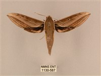 背線天蛾藏品圖，第1張