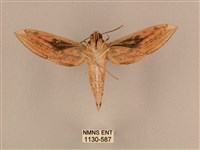 背線天蛾藏品圖，第2張