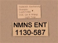 背線天蛾藏品圖，第3張