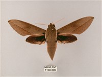 藏斜紋天蛾藏品圖，第1張