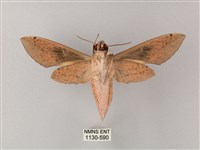 藏斜紋天蛾藏品圖，第2張