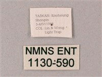 藏斜紋天蛾藏品圖，第3張